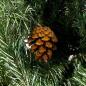 Preview: Weihnachtsbaum 180cm mit Schnee + Tannenzapfen + Ständer